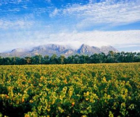 Constantia Uitsig Wine Farm in constantia