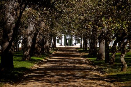 groot constantia in constantia