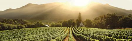 Buitenverwachting in constantia